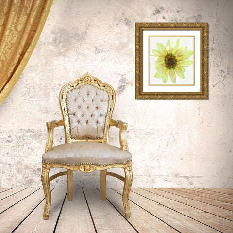 Coming  Up Daisy Gold Ornate Wood Framed Art Print with Double Matting by Manelis, Jessica