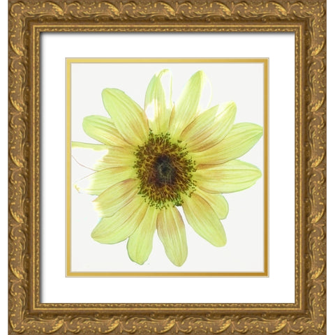 Coming  Up Daisy Gold Ornate Wood Framed Art Print with Double Matting by Manelis, Jessica