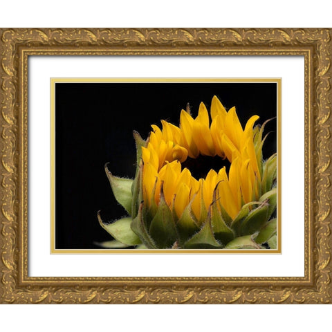 Glow  of Content Gold Ornate Wood Framed Art Print with Double Matting by Manelis, Jessica
