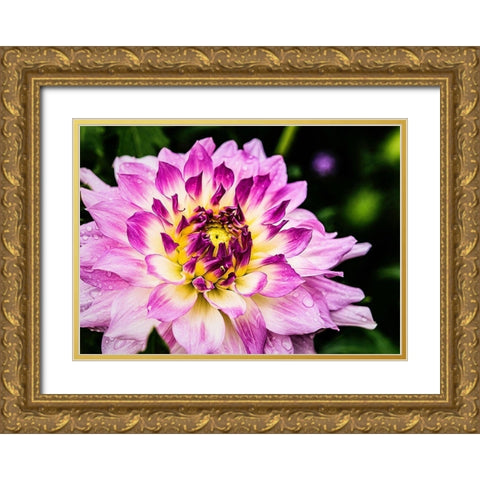 In  Full Regalia Gold Ornate Wood Framed Art Print with Double Matting by Manelis, Jessica