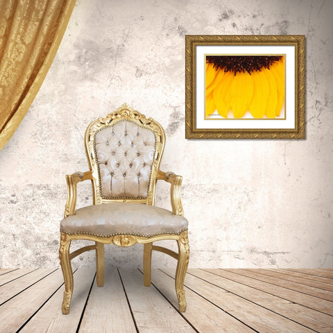 Sunflower  Closeup Gold Ornate Wood Framed Art Print with Double Matting by Manelis, Jessica