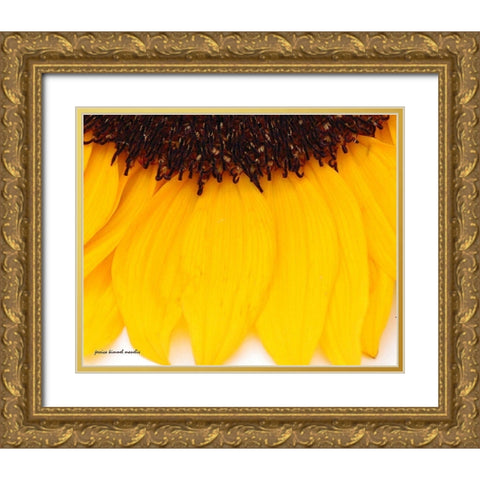 Sunflower  Closeup Gold Ornate Wood Framed Art Print with Double Matting by Manelis, Jessica