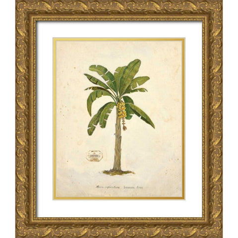 Banana Palm Illustration  Gold Ornate Wood Framed Art Print with Double Matting by Fisk, Arnie