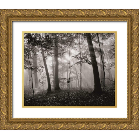 Sun Filters Gold Ornate Wood Framed Art Print with Double Matting by Aniballi, Brett