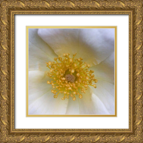 Cosmos Center Gold Ornate Wood Framed Art Print with Double Matting by Amber Light Gallery