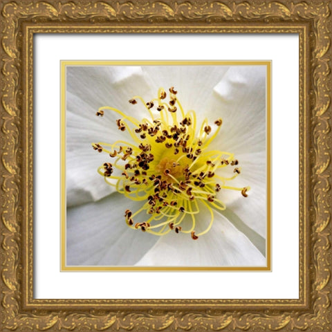 Rose Center Gold Ornate Wood Framed Art Print with Double Matting by Amber Light Gallery