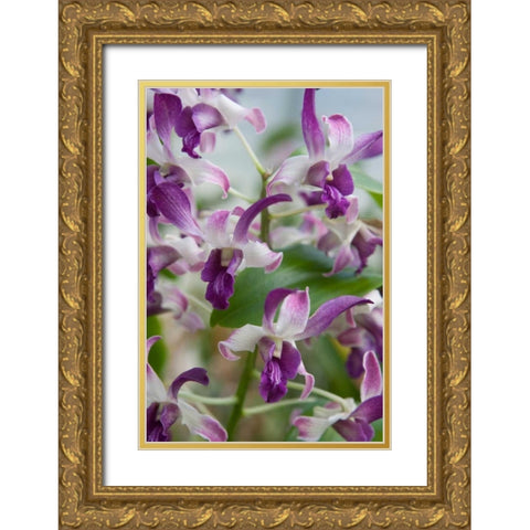 Array of Orchids Gold Ornate Wood Framed Art Print with Double Matting by Semenza, Marlana