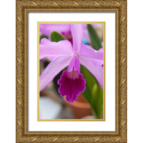 Orchid Close Up Gold Ornate Wood Framed Art Print with Double Matting by Semenza, Marlana
