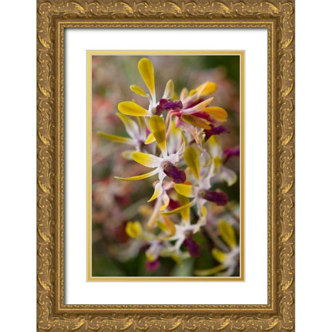 Tropical Garden Orchids Gold Ornate Wood Framed Art Print with Double Matting by Semenza, Marlana