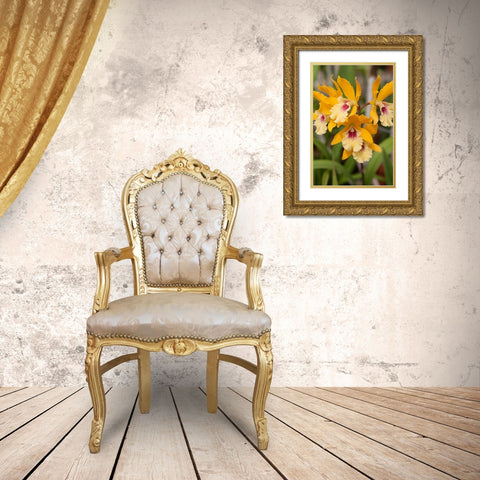 Golden Orchids Gold Ornate Wood Framed Art Print with Double Matting by Semenza, Marlana