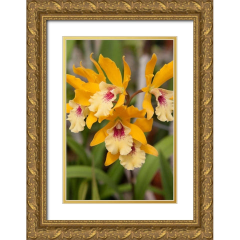 Golden Orchids Gold Ornate Wood Framed Art Print with Double Matting by Semenza, Marlana