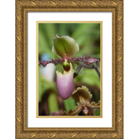 Orchid Exotic Gold Ornate Wood Framed Art Print with Double Matting by Semenza, Marlana