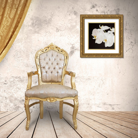 Dramatic Orchid 2 Gold Ornate Wood Framed Art Print with Double Matting by Susannah Tucker Photography