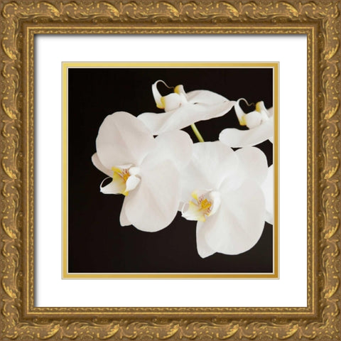 Dramatic Orchid 2 Gold Ornate Wood Framed Art Print with Double Matting by Susannah Tucker Photography