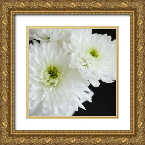 Dramatic Chrysanthemum 1 Gold Ornate Wood Framed Art Print with Double Matting by Susannah Tucker Photography