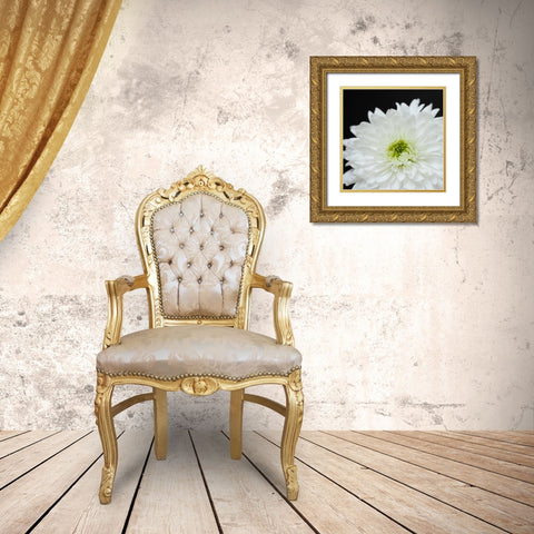 Dramatic Chrysanthemum 2 Gold Ornate Wood Framed Art Print with Double Matting by Susannah Tucker Photography