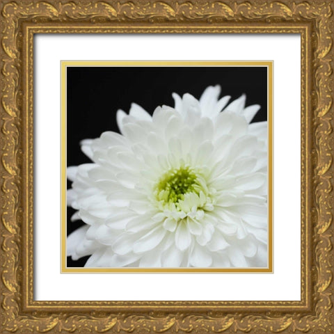 Dramatic Chrysanthemum 2 Gold Ornate Wood Framed Art Print with Double Matting by Susannah Tucker Photography