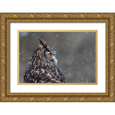 Watchful Owl Gold Ornate Wood Framed Art Print with Double Matting by Mark Spowart Photography