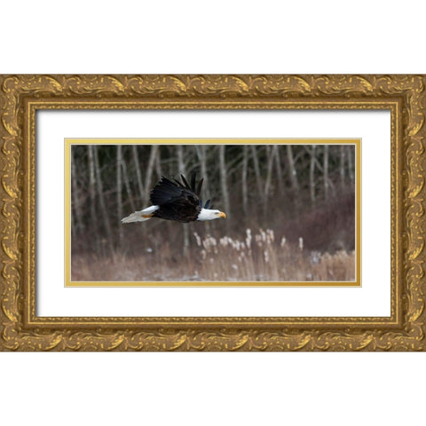 Feathered Hunter Gold Ornate Wood Framed Art Print with Double Matting by Mark Spowart Photography