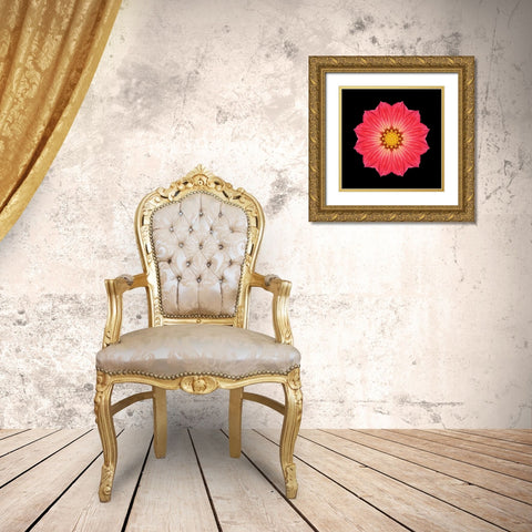 Kaleidoscope Red Daisy Gold Ornate Wood Framed Art Print with Double Matting by Bookbinder, David