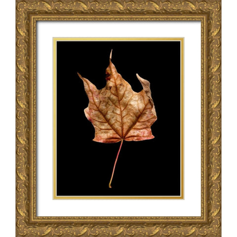 Rustic Leaf 3 Gold Ornate Wood Framed Art Print with Double Matting by Bookbinder, David