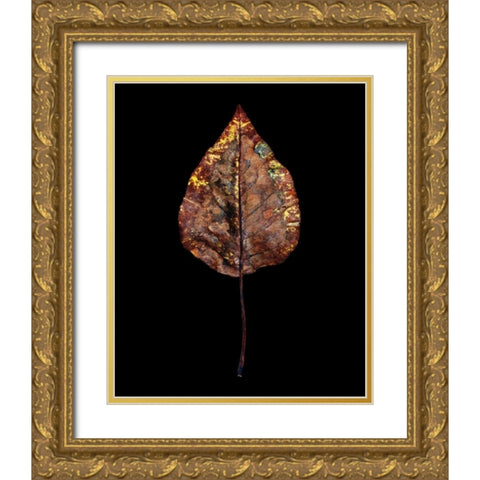 Rustic Leaf 4 Gold Ornate Wood Framed Art Print with Double Matting by Bookbinder, David