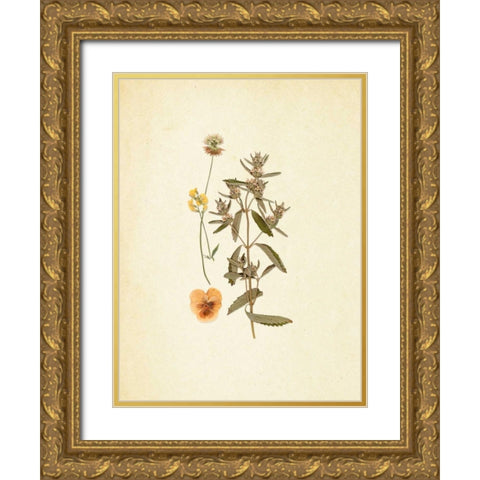 French Herbarium 3 Gold Ornate Wood Framed Art Print with Double Matting by Ross, Devon