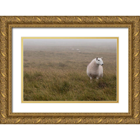 A Sheep standing on grass in mist Gold Ornate Wood Framed Art Print with Double Matting by Frank, Assaf