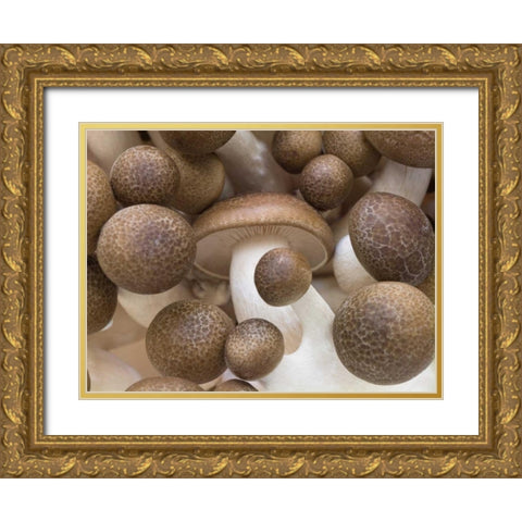 Close-up of mushrooms Gold Ornate Wood Framed Art Print with Double Matting by Frank, Assaf