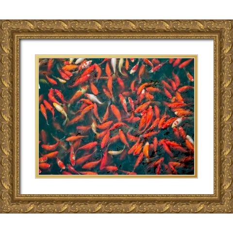 Goldfish gathering at surface, close-up Gold Ornate Wood Framed Art Print with Double Matting by Frank, Assaf