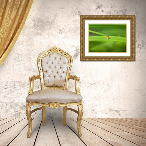 Ladybug on leaf Gold Ornate Wood Framed Art Print with Double Matting by Frank, Assaf