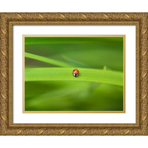 Ladybug on leaf Gold Ornate Wood Framed Art Print with Double Matting by Frank, Assaf