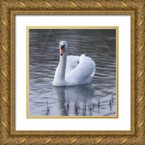 A Swan in a Lake Gold Ornate Wood Framed Art Print with Double Matting by Frank, Assaf