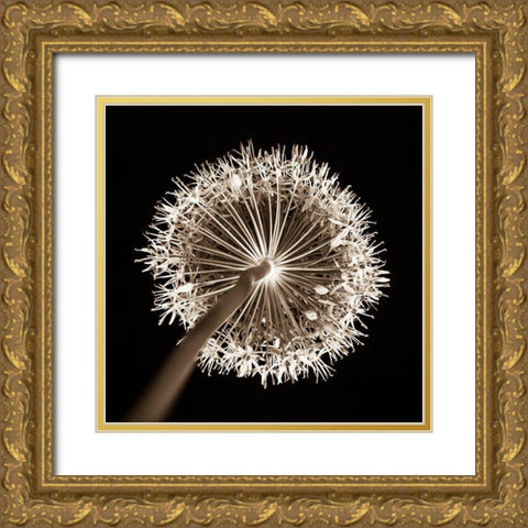 Purple allium flower, close-up (Sepia) Gold Ornate Wood Framed Art Print with Double Matting by Frank, Assaf