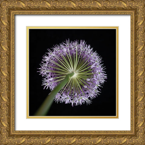 Purple allium flower-close-up Gold Ornate Wood Framed Art Print with Double Matting by Frank, Assaf