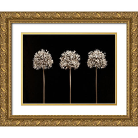 Allium flowers Gold Ornate Wood Framed Art Print with Double Matting by Frank, Assaf