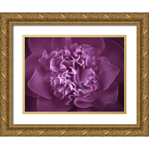 Camellia Flower (Camellia japonica), close-up Gold Ornate Wood Framed Art Print with Double Matting by Frank, Assaf