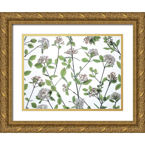 Viburnum Juddii flowers Gold Ornate Wood Framed Art Print with Double Matting by Frank, Assaf
