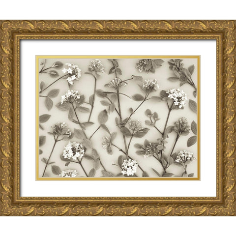 Viburnum Juddii flowers Gold Ornate Wood Framed Art Print with Double Matting by Frank, Assaf