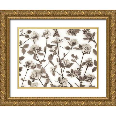 Viburnum Juddii flowers Gold Ornate Wood Framed Art Print with Double Matting by Frank, Assaf
