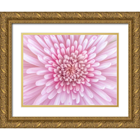 Close-up of Chrysanthemum flower, full frame Gold Ornate Wood Framed Art Print with Double Matting by Frank, Assaf