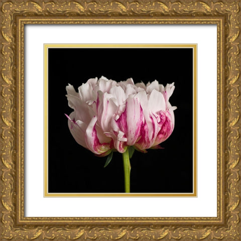 White pink Peony flower-close-up Gold Ornate Wood Framed Art Print with Double Matting by Frank, Assaf
