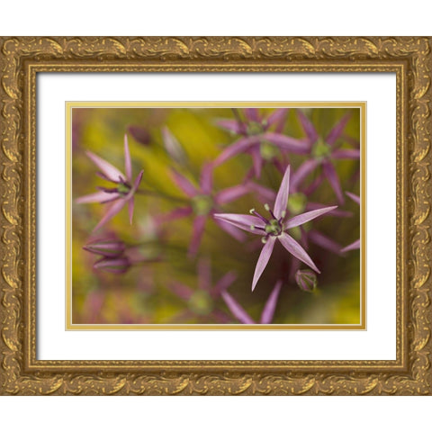Purple allium flower-close-up Gold Ornate Wood Framed Art Print with Double Matting by Frank, Assaf