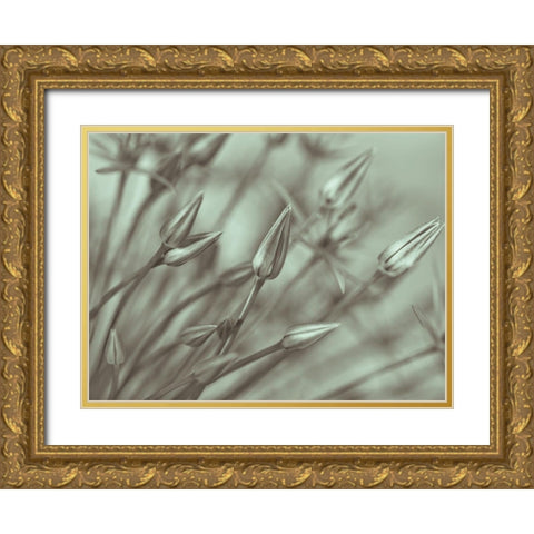 Allium flower-close-up Gold Ornate Wood Framed Art Print with Double Matting by Frank, Assaf