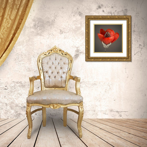 Close-up of red abutilon nabob Gold Ornate Wood Framed Art Print with Double Matting by Frank, Assaf