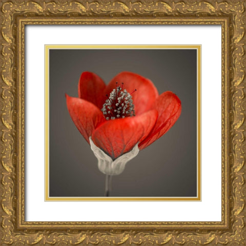 Close-up of red abutilon nabob Gold Ornate Wood Framed Art Print with Double Matting by Frank, Assaf