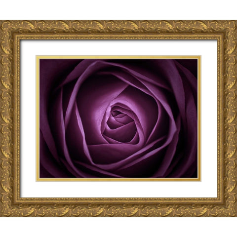 Close-up of purple rose, full frame Gold Ornate Wood Framed Art Print with Double Matting by Frank, Assaf