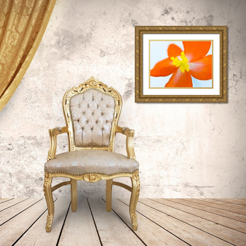 Dragon wing begonia flower close-up Gold Ornate Wood Framed Art Print with Double Matting by Frank, Assaf