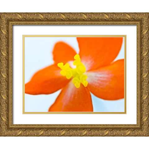 Dragon wing begonia flower close-up Gold Ornate Wood Framed Art Print with Double Matting by Frank, Assaf