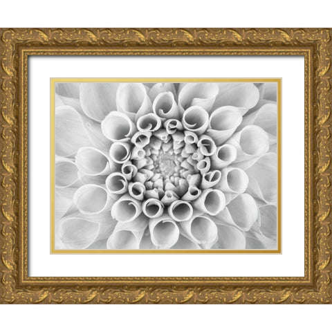 Pompom Dahlia petals Gold Ornate Wood Framed Art Print with Double Matting by Frank, Assaf